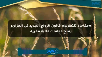 «مفاجأة تنتظرك» قانون الزواج الجديد في الجزائر يمنح مكافآت مالية مغرية